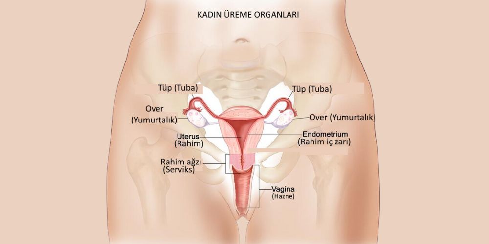 Tehlikeli Kadın Hastalıkları Nelerdir? Isparta Burdur Muğla Denizli Afyon Antalya